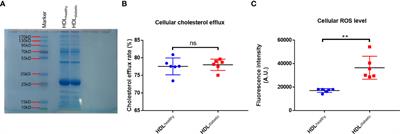 High levels of oxidized fatty acids in HDL impair the antioxidant function of HDL in patients with diabetes